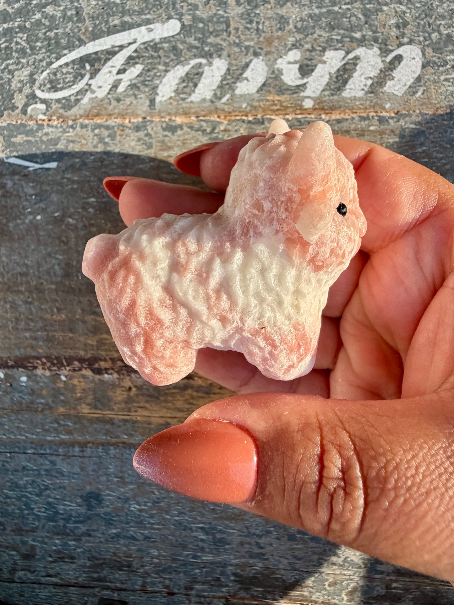 Adorable Pink Opal Highland Cow | Opt 4