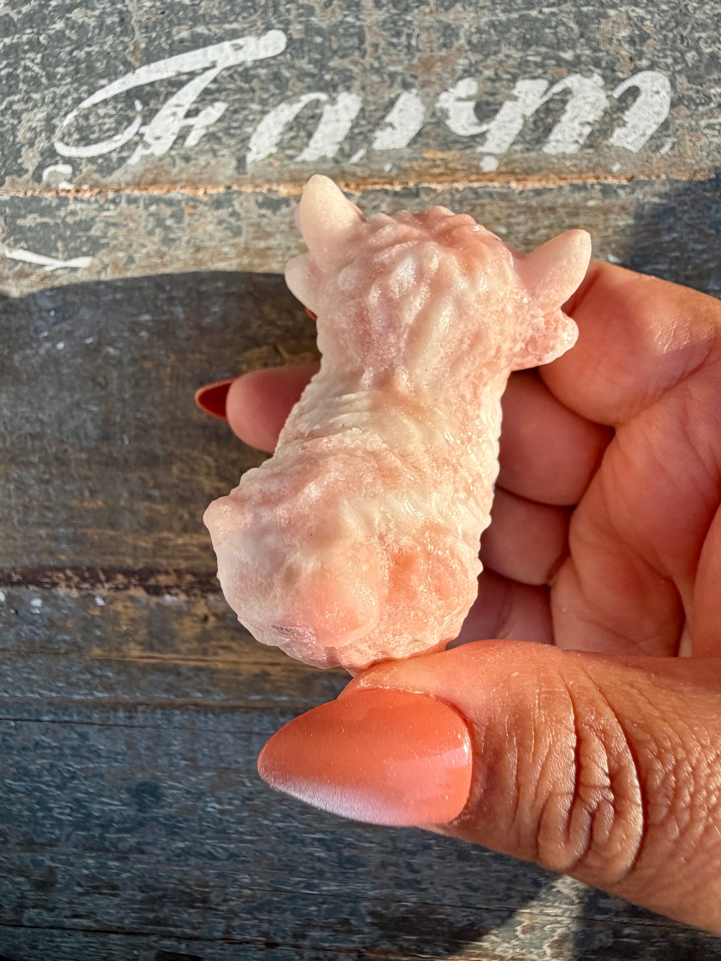 Adorable Pink Opal Highland Cow | Opt 4