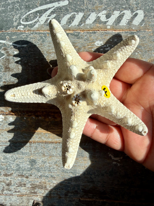 Gorgeous White Sea Star | Opt F