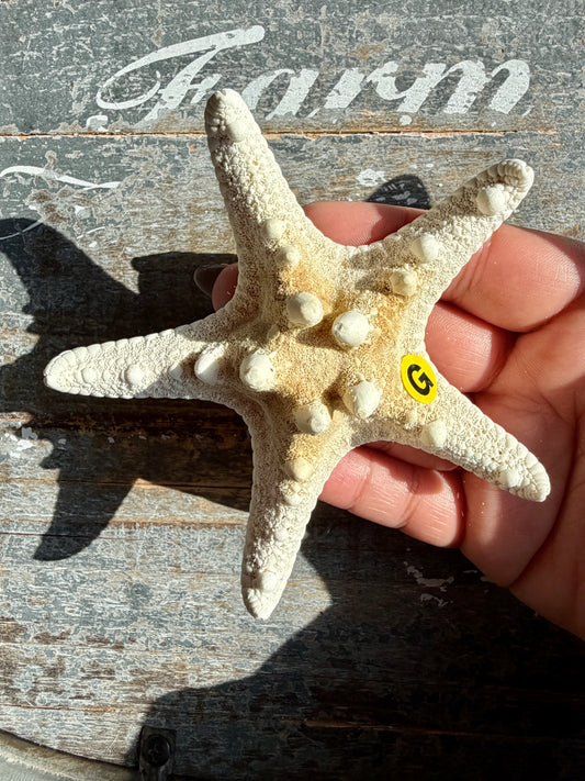 Gorgeous White Sea Star | Opt G