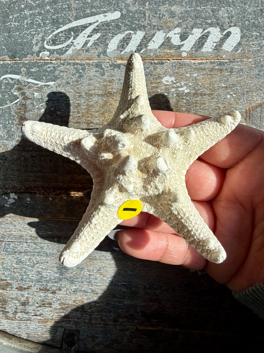 Gorgeous White Sea Star | Opt I