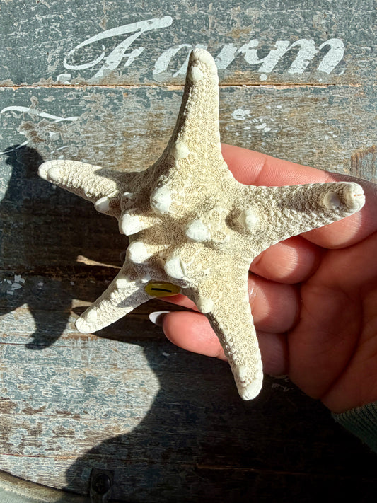Gorgeous White Sea Star | Opt I