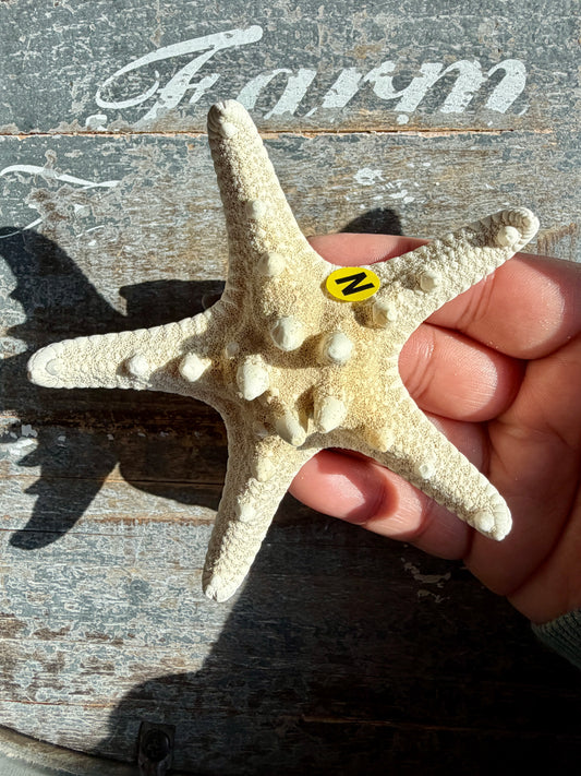 Gorgeous White Sea Star | Opt N