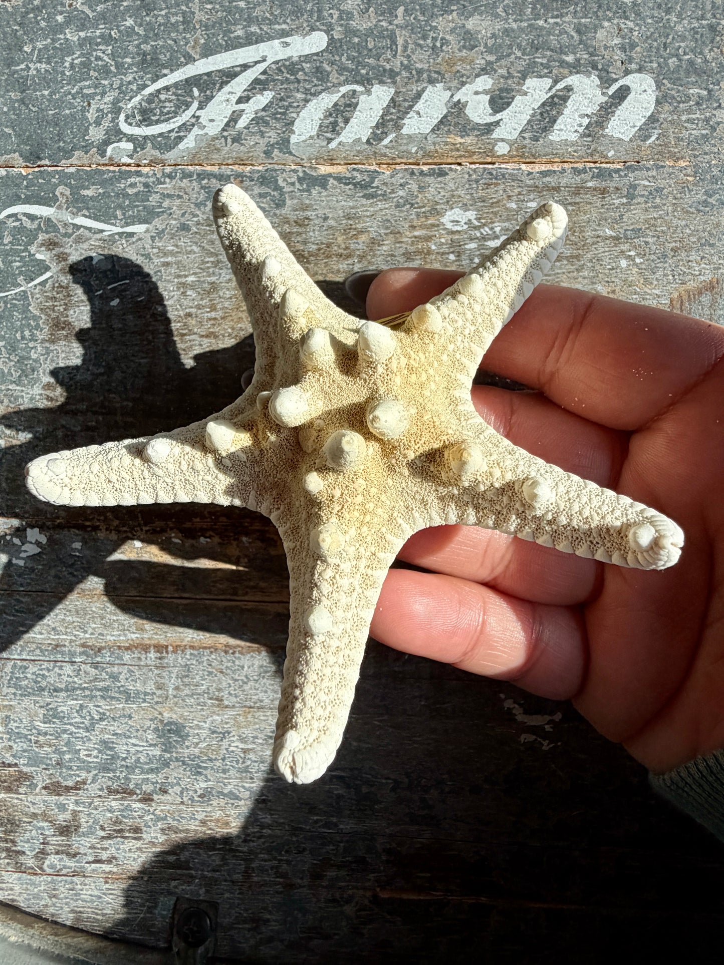 Gorgeous White Sea Star | Opt N