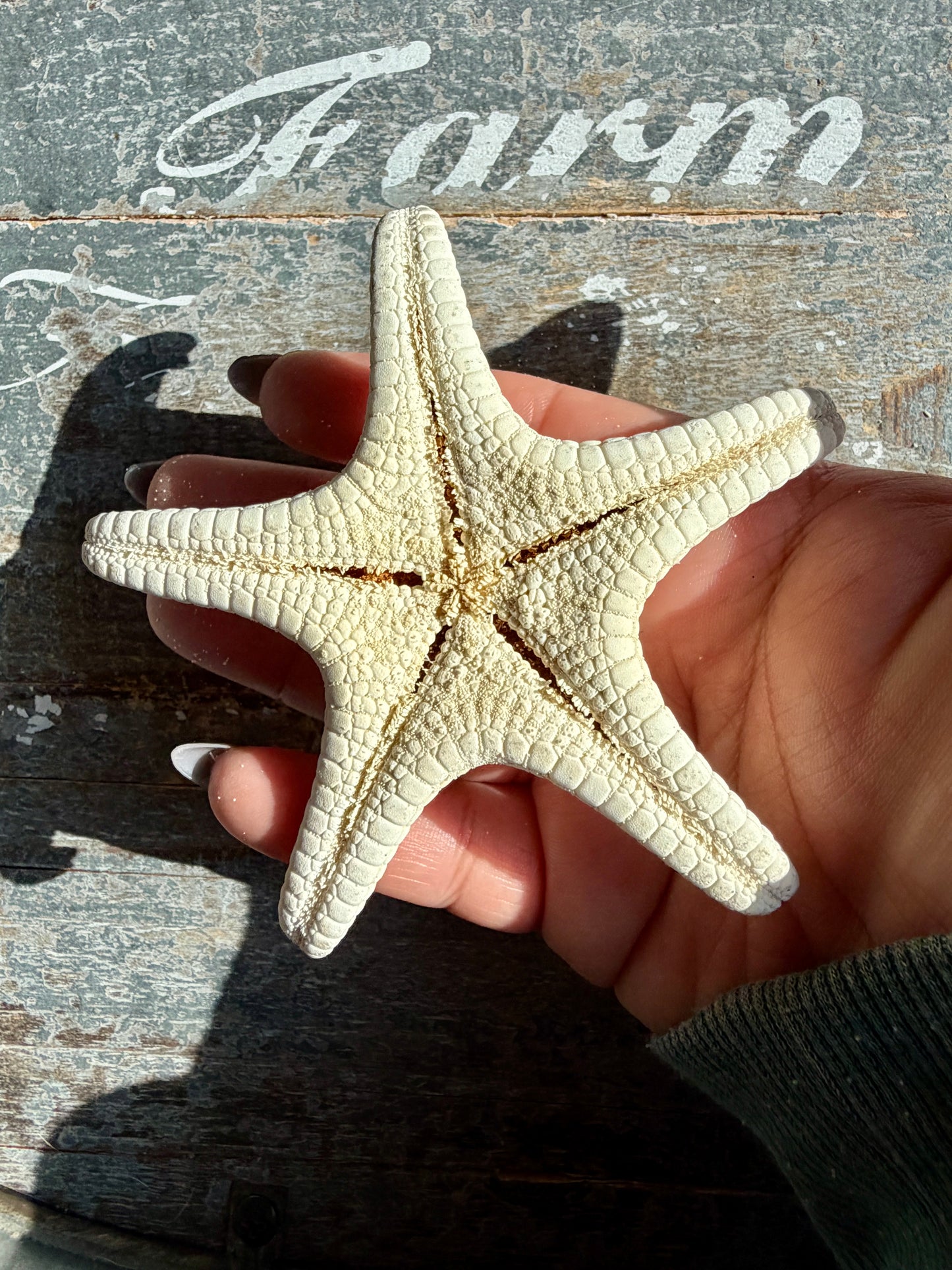 Gorgeous White Sea Star | Opt N