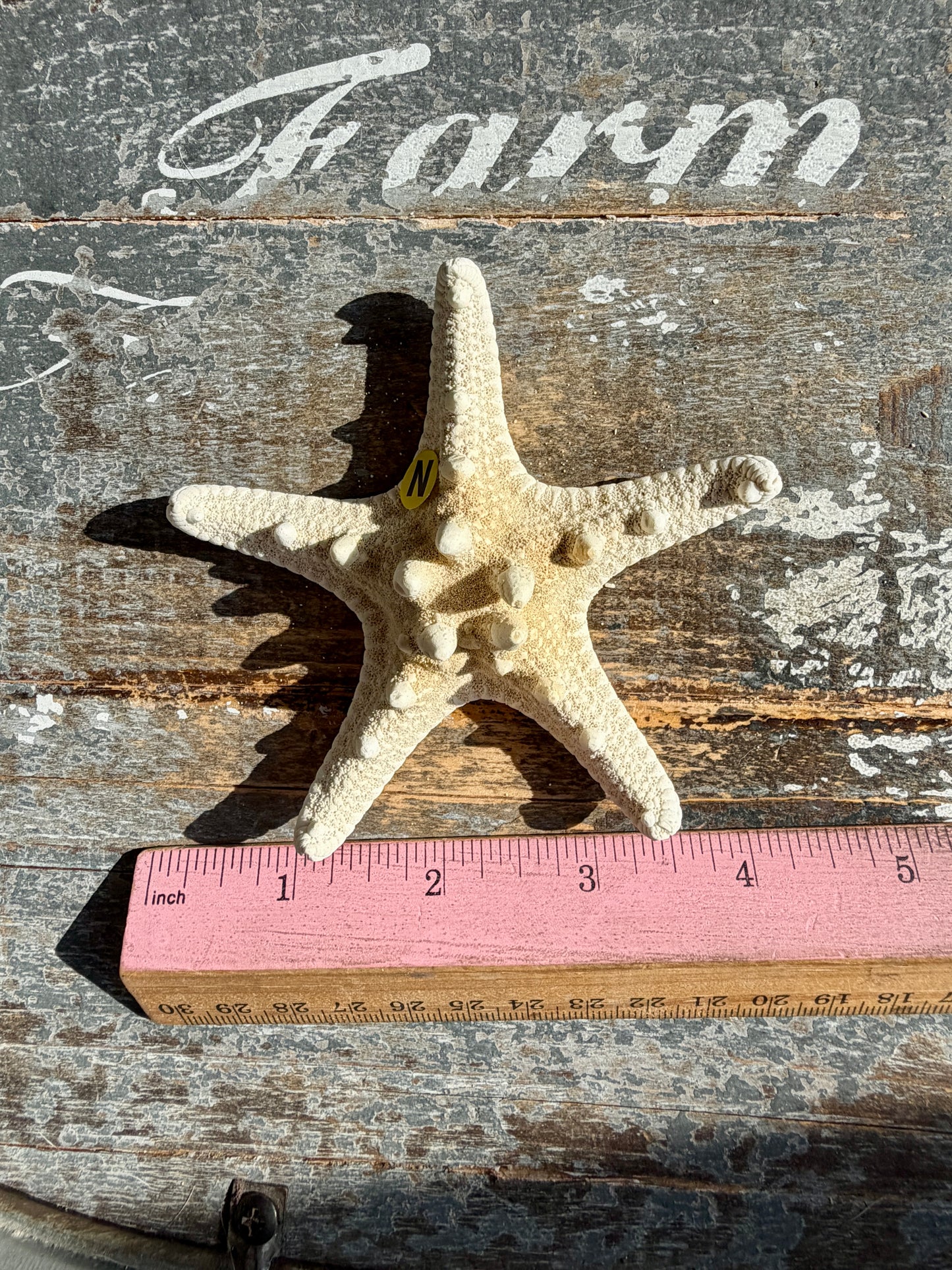 Gorgeous White Sea Star | Opt N