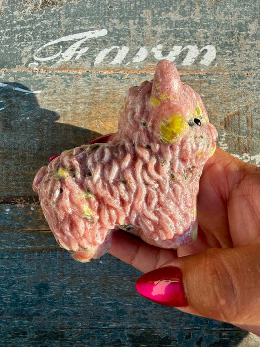 Adorable Peach Blossom Tourmaline Highland Cow | Opt V