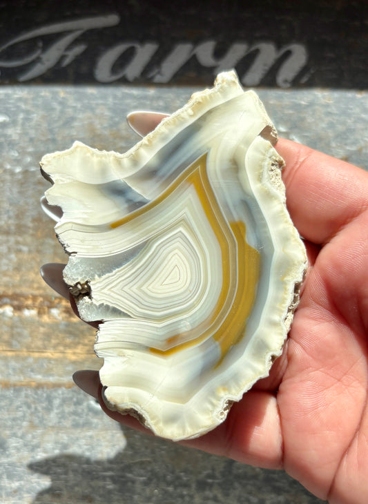 Gorgeous Agate Slice from Indonesia