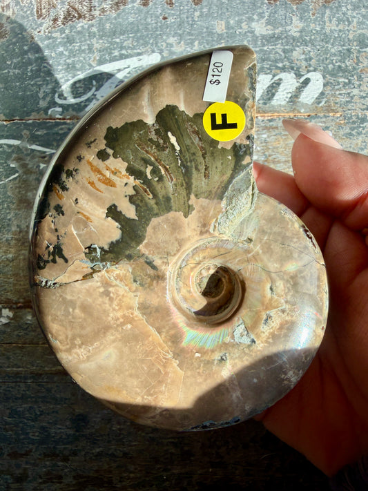 Gorgeous Ammonite Fossil  | Madagascar | Opt F