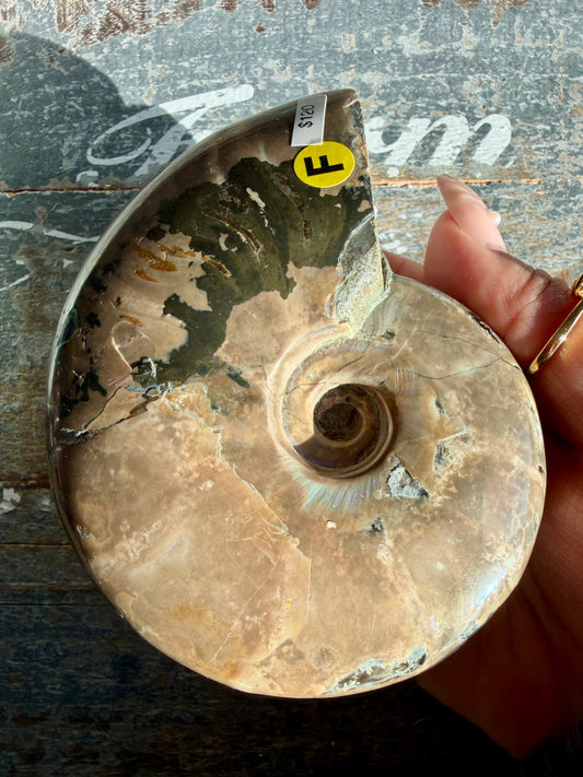 Gorgeous Ammonite Fossil  | Madagascar | Opt F