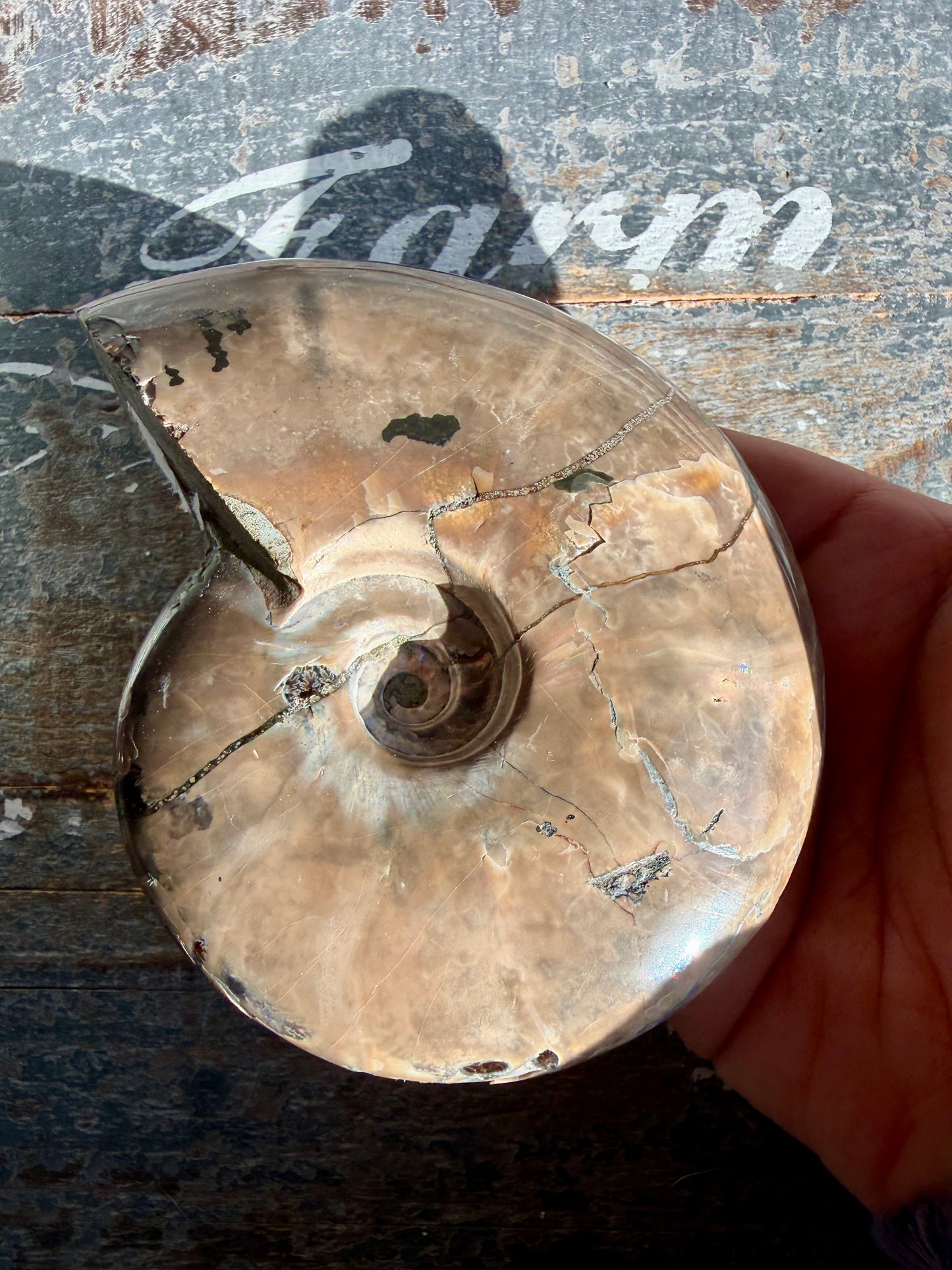 Gorgeous Ammonite Fossil  | Madagascar | Opt F