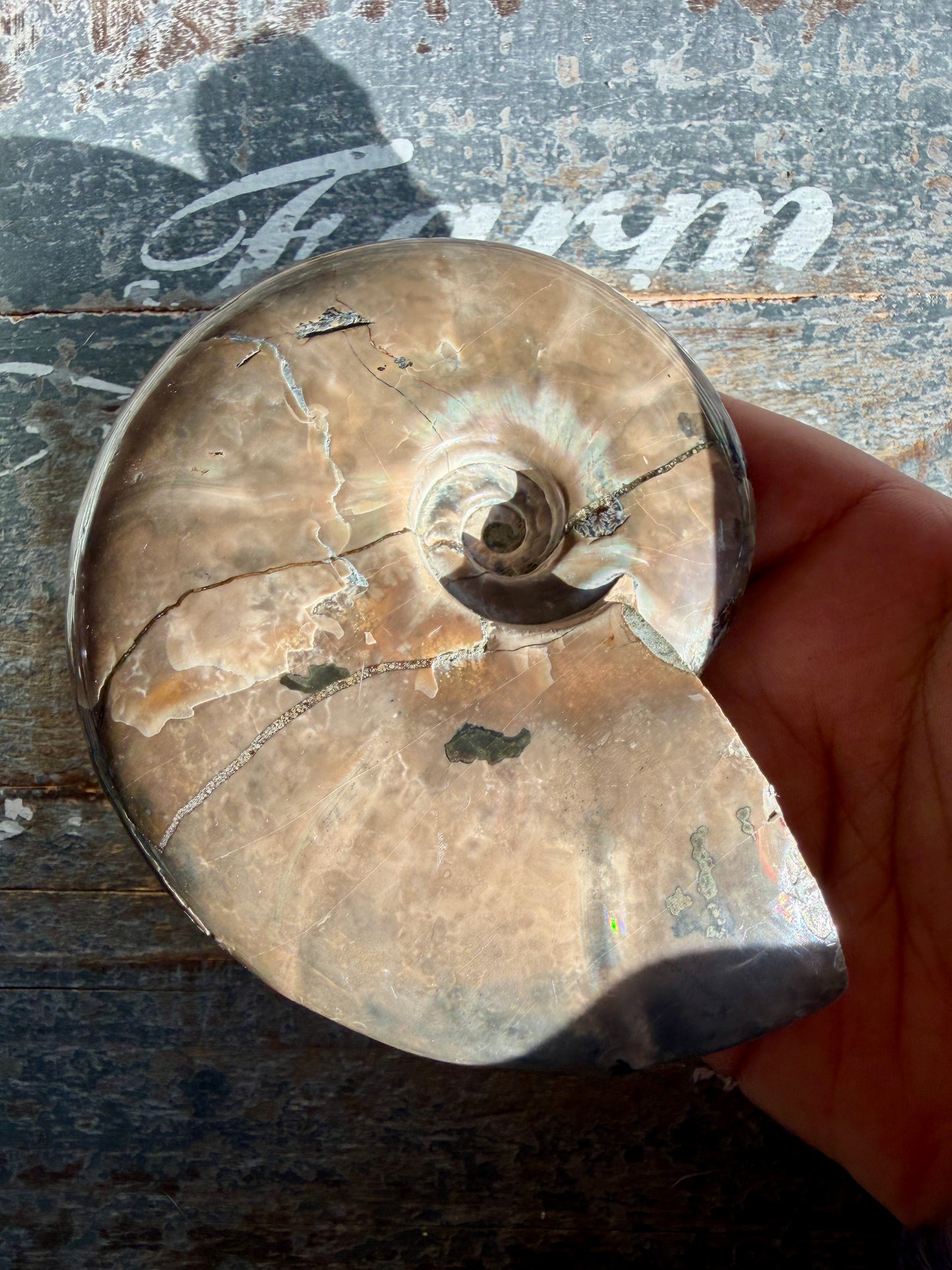 Gorgeous Ammonite Fossil  | Madagascar | Opt F