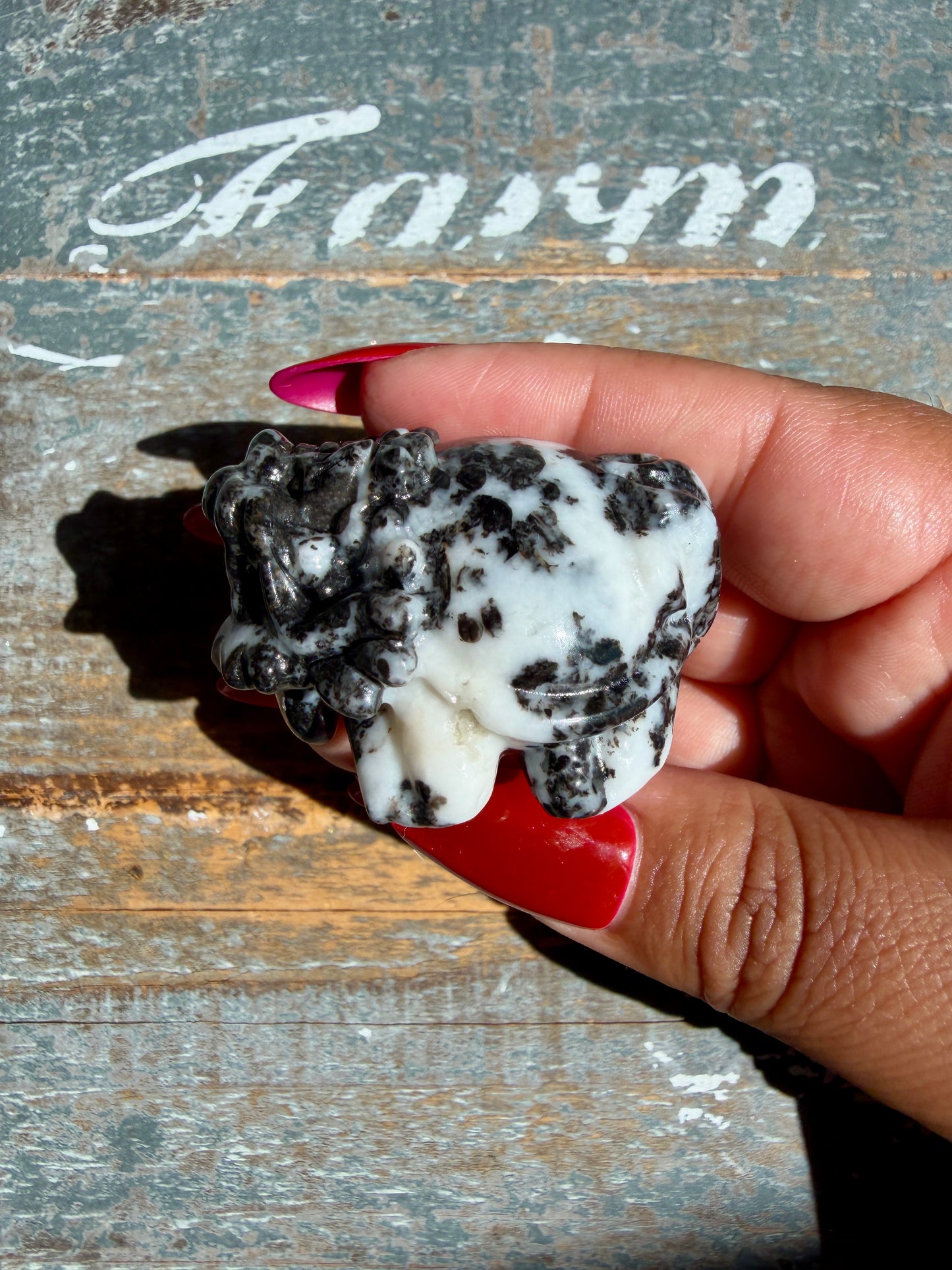 Zebra Jasper Dragon Turtle | Opt L