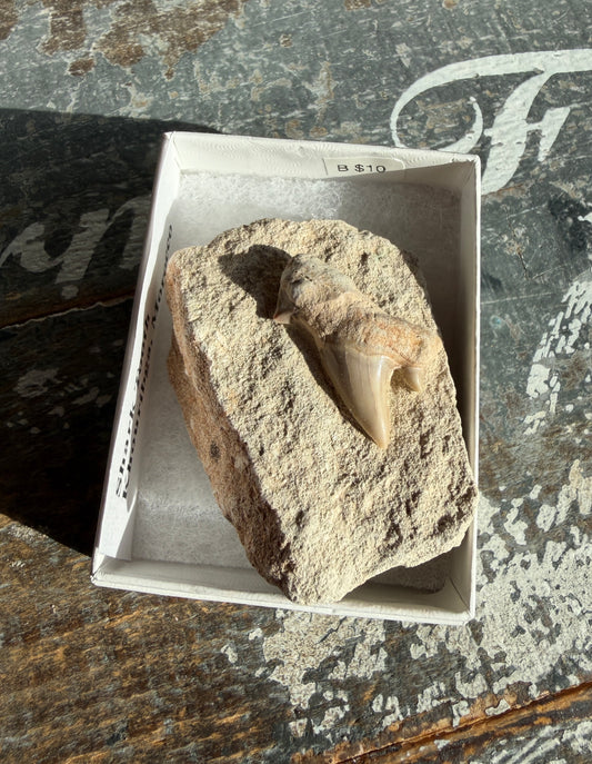 Unique Shark Tooth from Khouribga, Morocco | Opt B