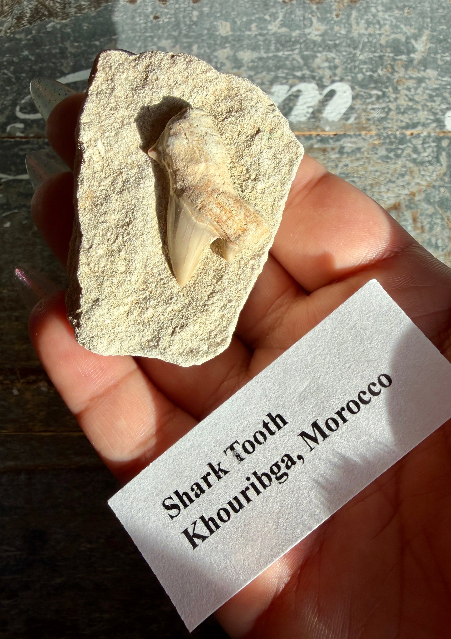 Unique Shark Tooth from Khouribga, Morocco | Opt B