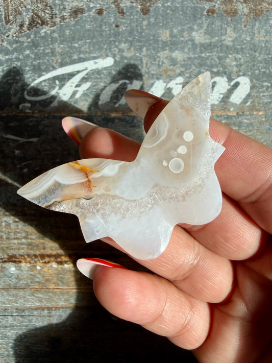 Gorgeous Indonesian Scenic Moss Mini Butterfly | Opt 12