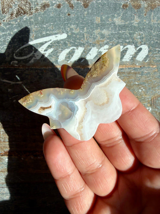 Gorgeous Indonesian Scenic Moss Mini Butterfly | Opt 32