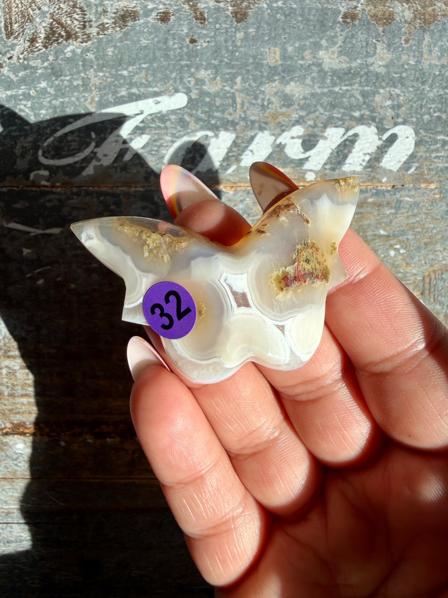 Gorgeous Indonesian Scenic Moss Mini Butterfly | Opt 32