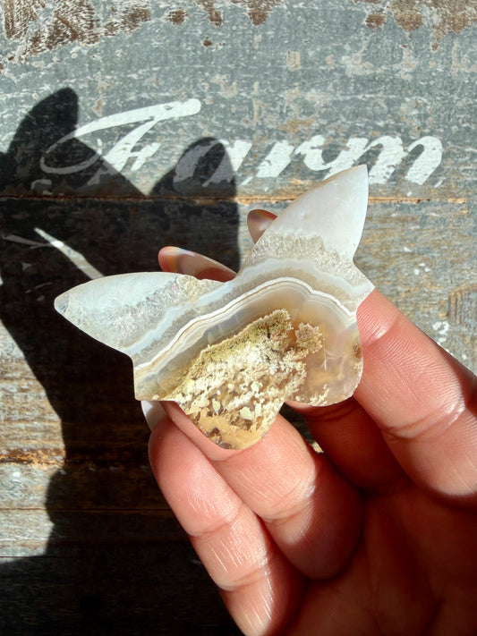 Gorgeous Indonesian Scenic Moss Mini Butterfly | Opt 19