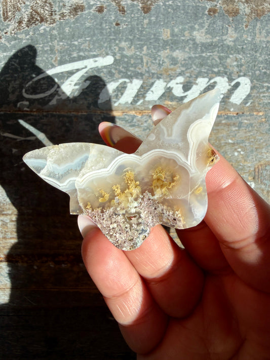 Gorgeous Indonesian Scenic Moss Mini Butterfly | Opt 29