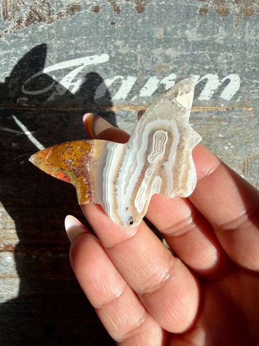 Gorgeous Indonesian Scenic Moss Mini Butterfly | Opt 18