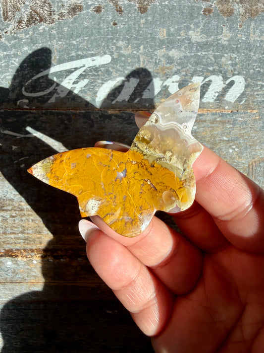 Gorgeous Indonesian Scenic Moss Mini Butterfly | Opt 42