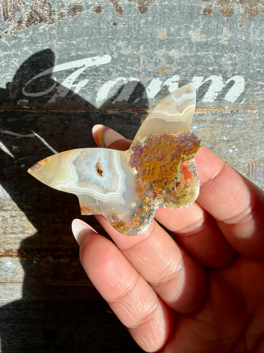 Gorgeous Indonesian Scenic Moss Mini Butterfly | Opt 41