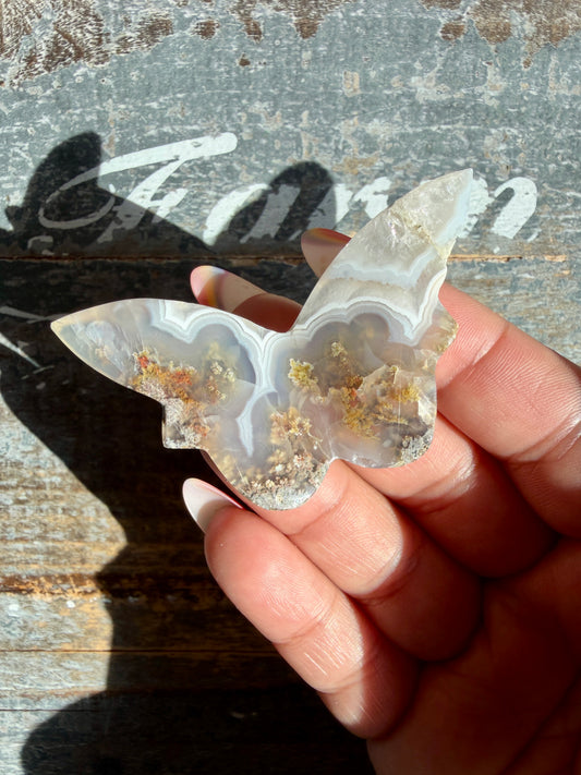 Gorgeous Indonesian Scenic Moss Mini Butterfly | Opt 40