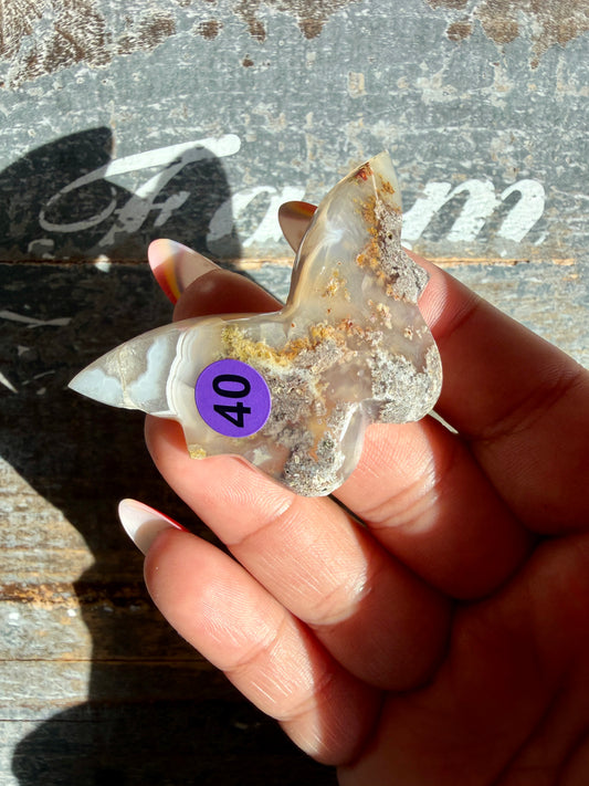 Gorgeous Indonesian Scenic Moss Mini Butterfly | Opt 40