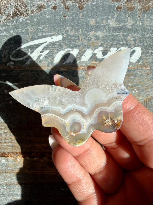 Gorgeous Indonesian Scenic Moss Mini Butterfly | Opt 6