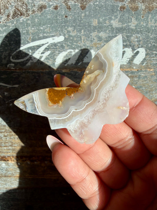 Gorgeous Indonesian Scenic Moss Mini Butterfly | Opt 39