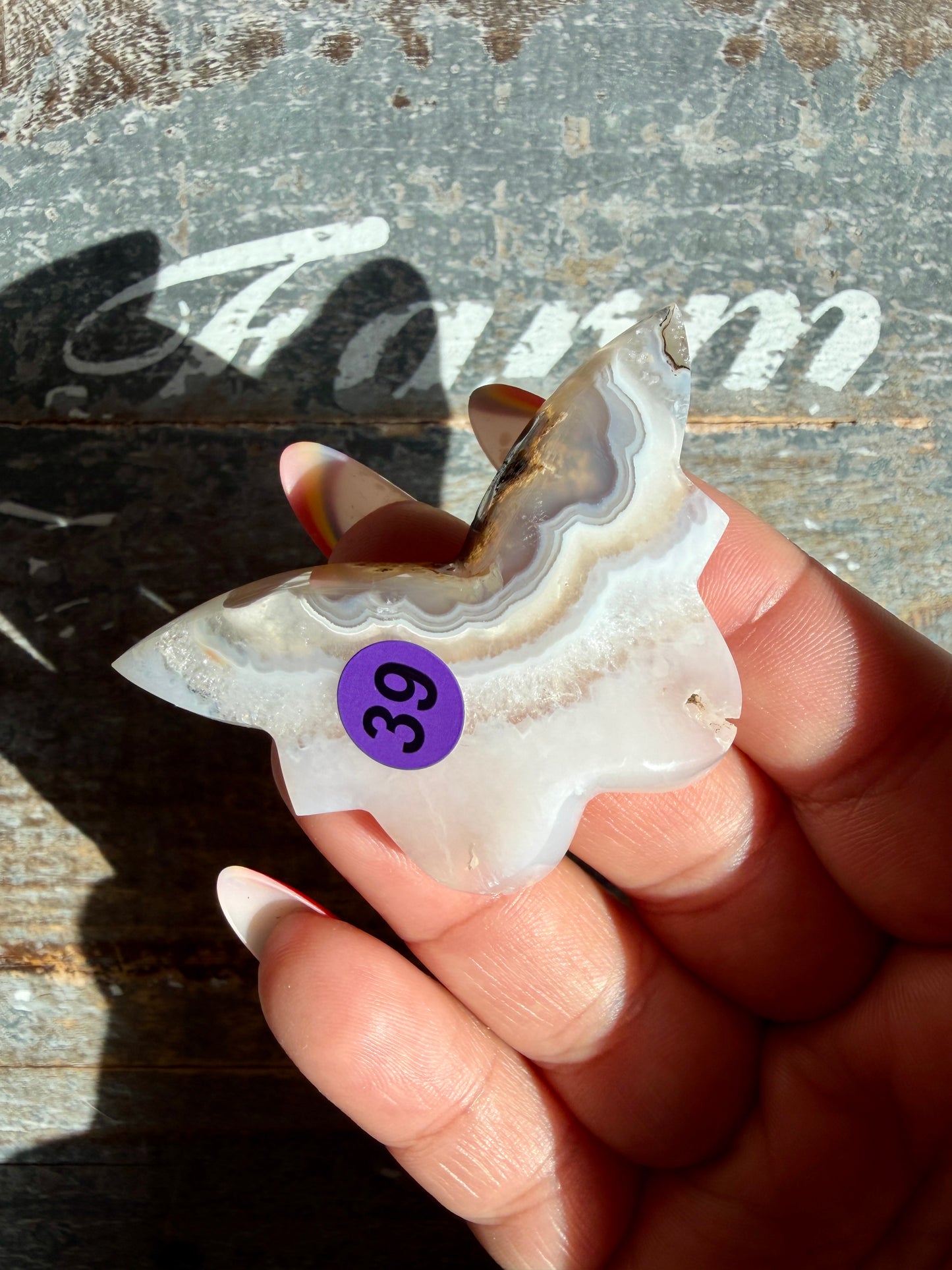 Gorgeous Indonesian Scenic Moss Mini Butterfly | Opt 39