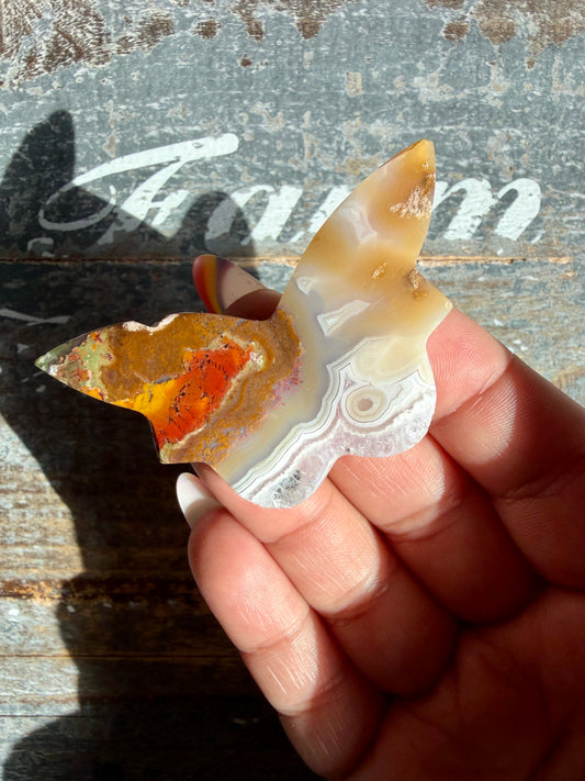 Gorgeous Indonesian Scenic Moss Mini Butterfly | Opt 27