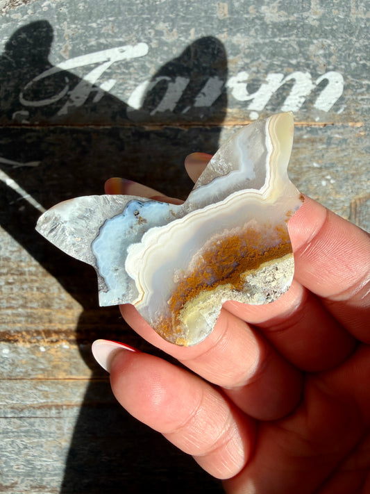 Gorgeous Indonesian Scenic Moss Mini Butterfly | Opt 37