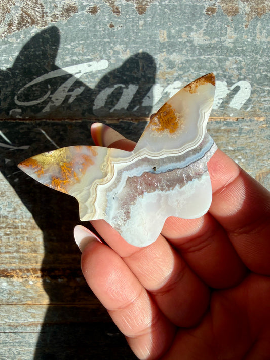 Gorgeous Indonesian Scenic Moss Mini Butterfly | Opt 3