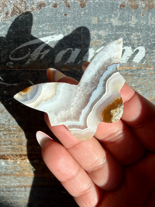 Gorgeous Indonesian Scenic Moss Mini Butterfly | Opt 14