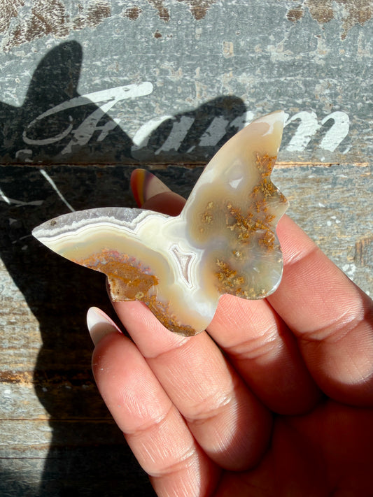 Gorgeous Indonesian Scenic Moss Mini Butterfly | Opt 1