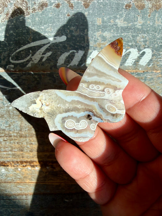 Gorgeous Indonesian Scenic Moss Mini Butterfly | Opt 36