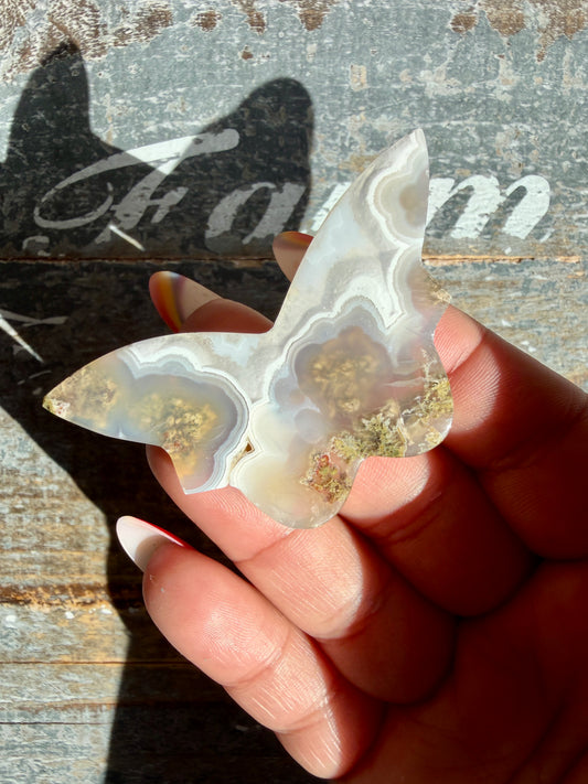 Gorgeous Indonesian Scenic Moss Mini Butterfly | Opt 35