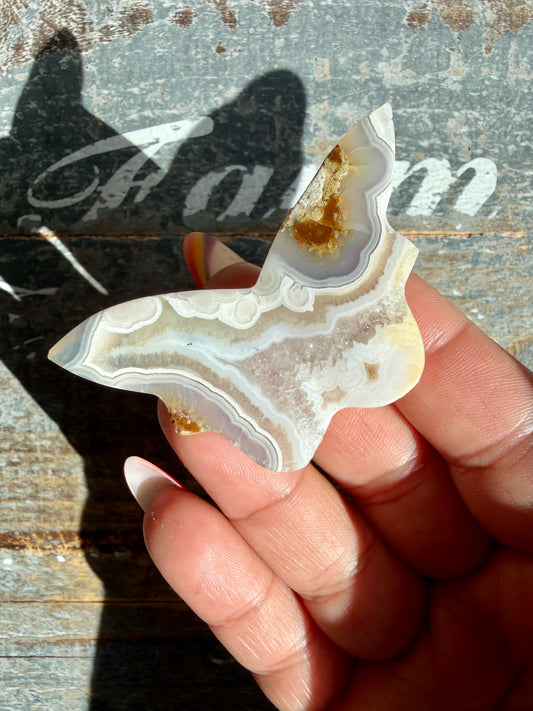 Gorgeous Indonesian Scenic Moss Mini Butterfly | Opt 13