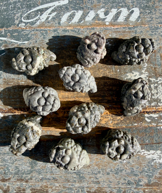 One (1) Picture Jasper Money Toad | Intuitively Chosen