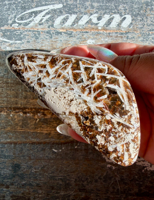 RARE Phlogopite Mica from New Jersey, USA - Sourced at the Denver Gem Show - Opt H