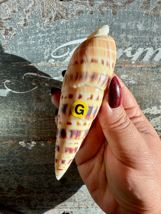 Gorgeous Natural Cone Shell | Opt G
