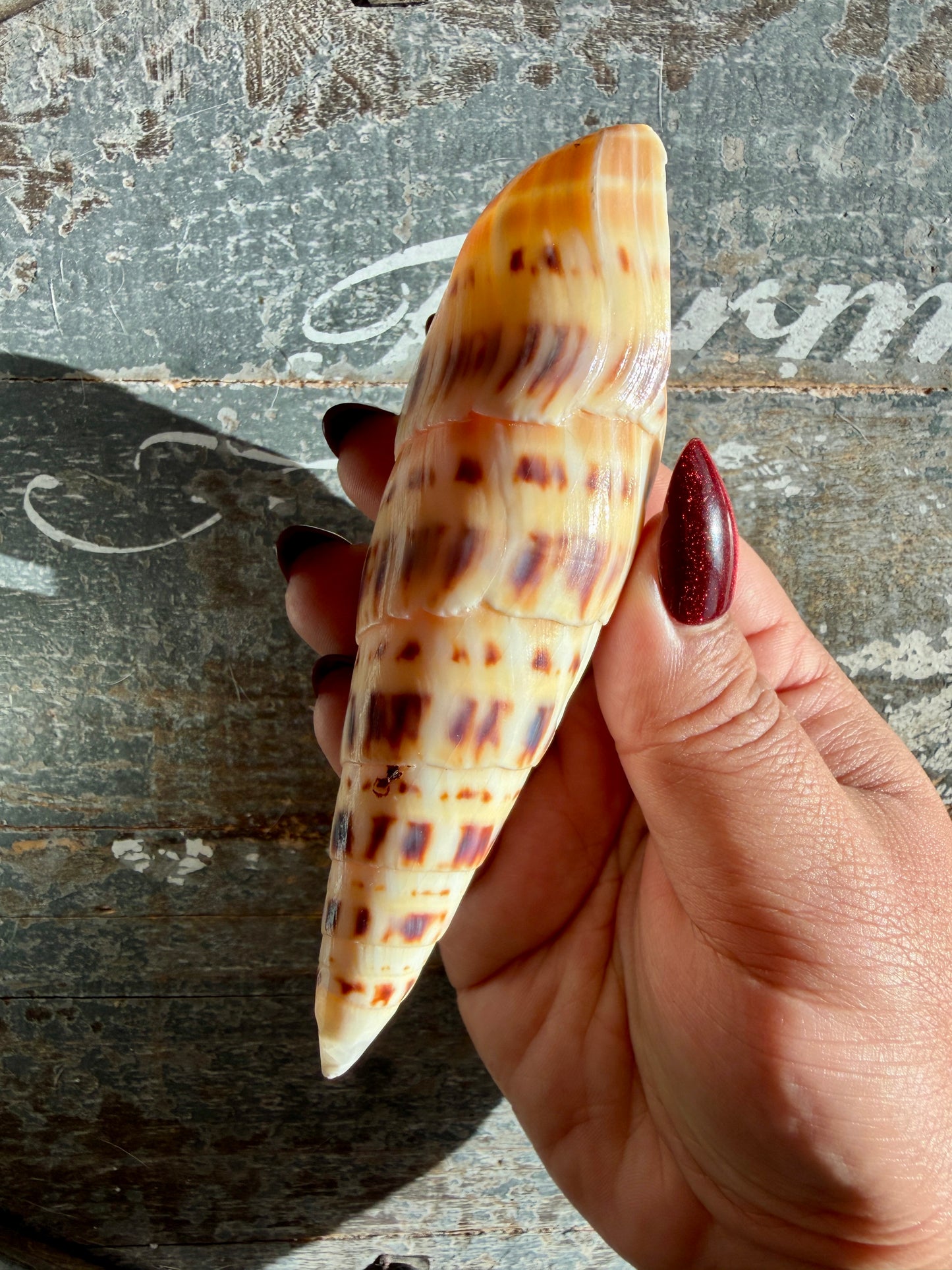 Gorgeous Natural Cone Shell | Opt G