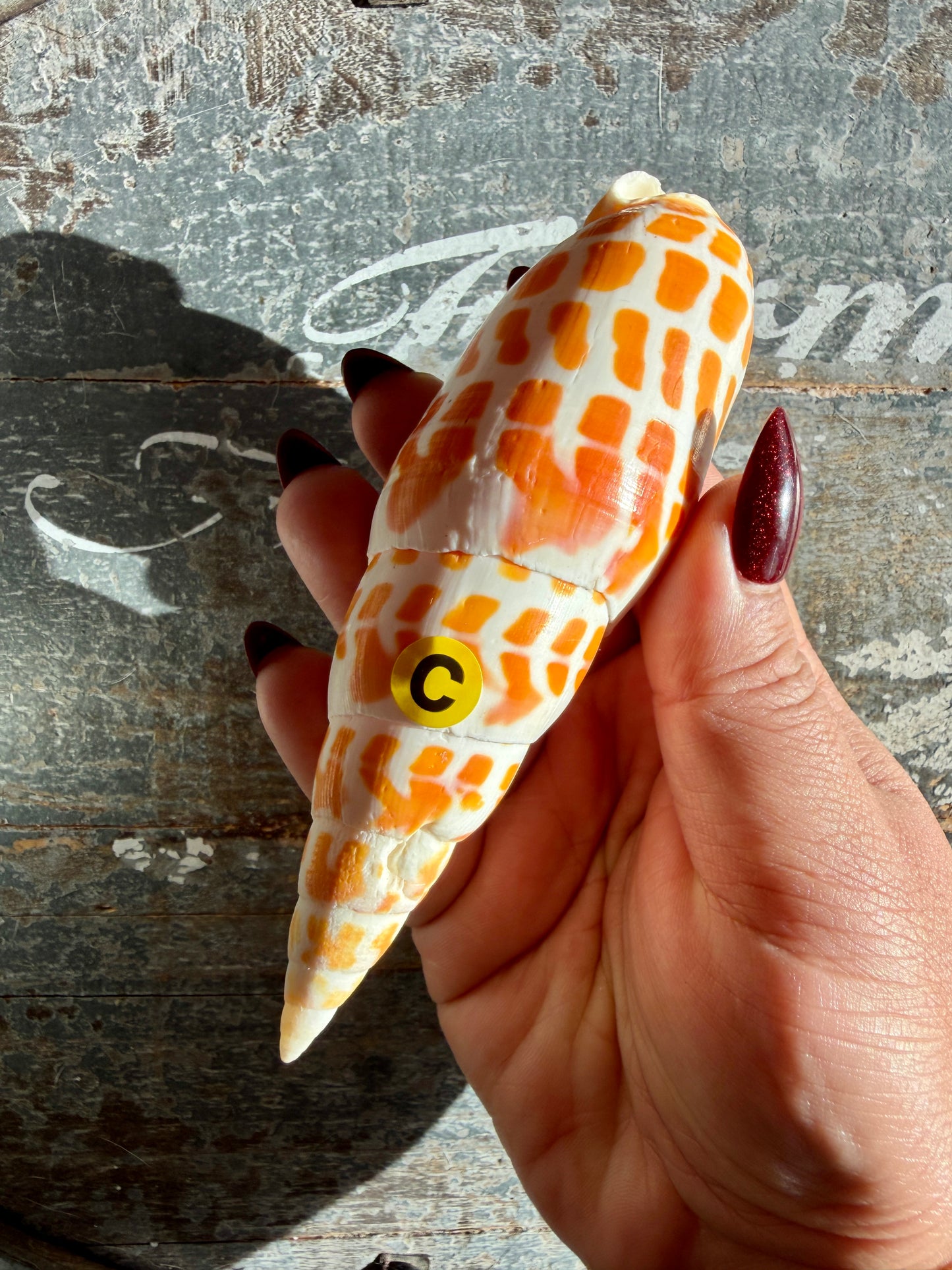 Gorgeous Natural Cone Shell | Opt C