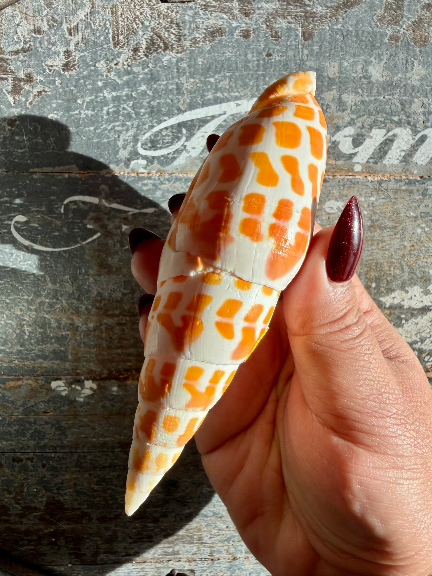 Gorgeous Natural Cone Shell | Opt C