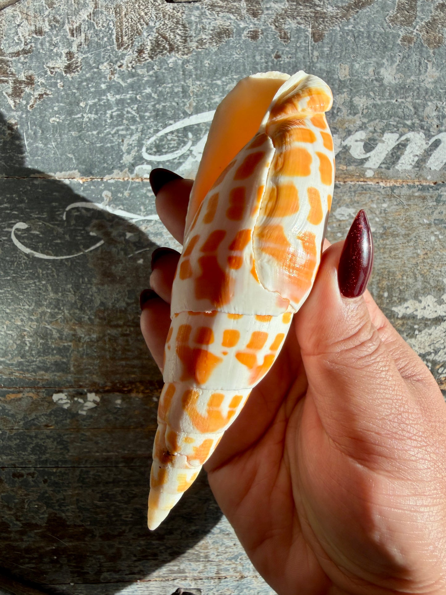 Gorgeous Natural Cone Shell | Opt C