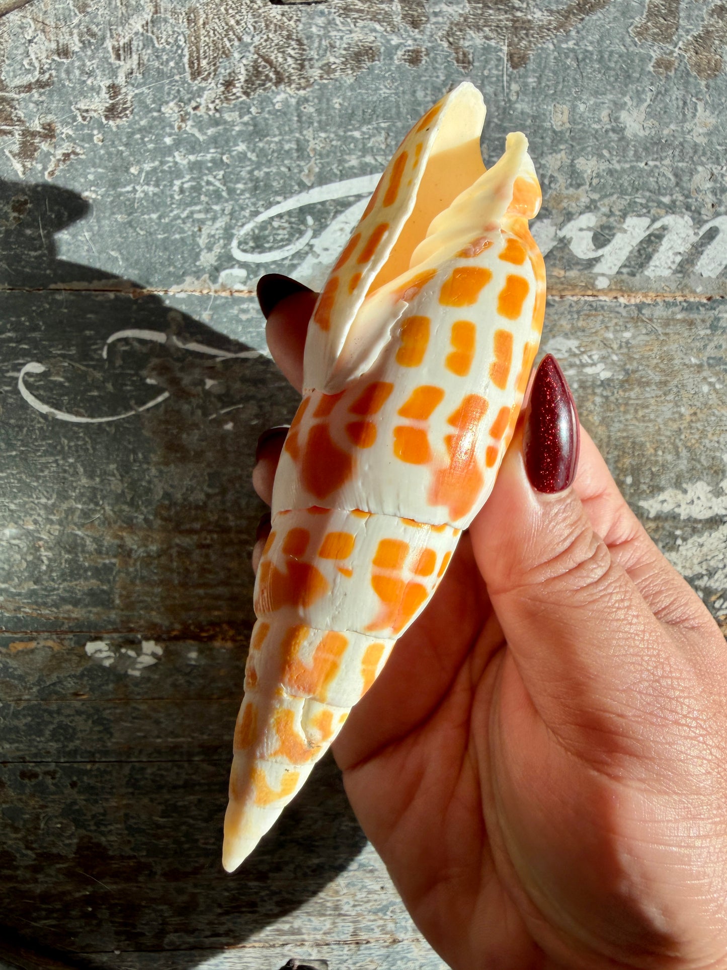 Gorgeous Natural Cone Shell | Opt C