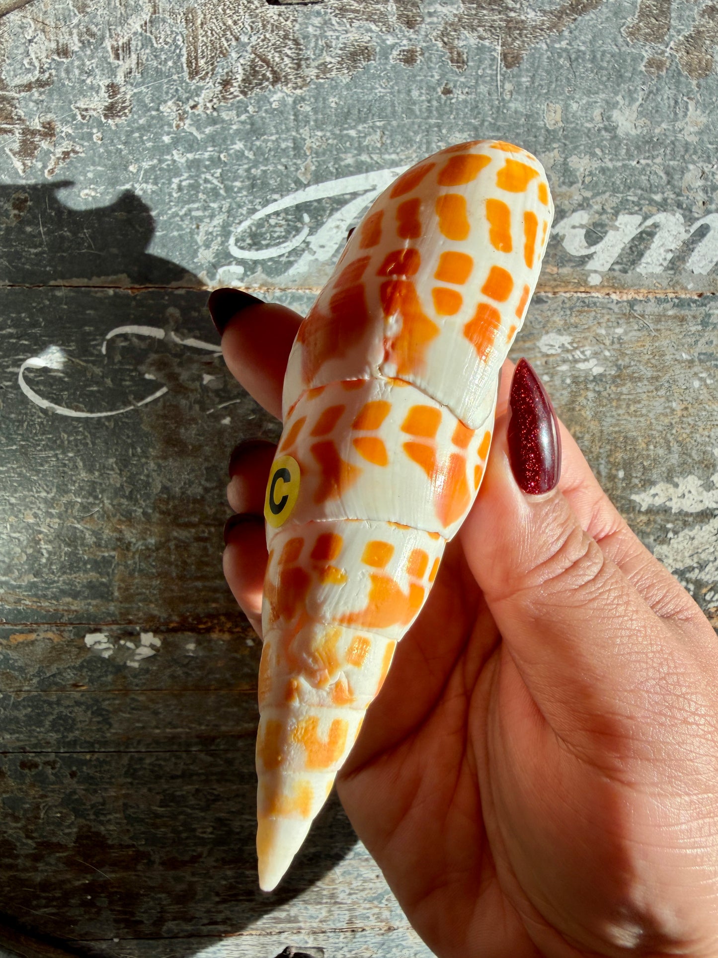 Gorgeous Natural Cone Shell | Opt C