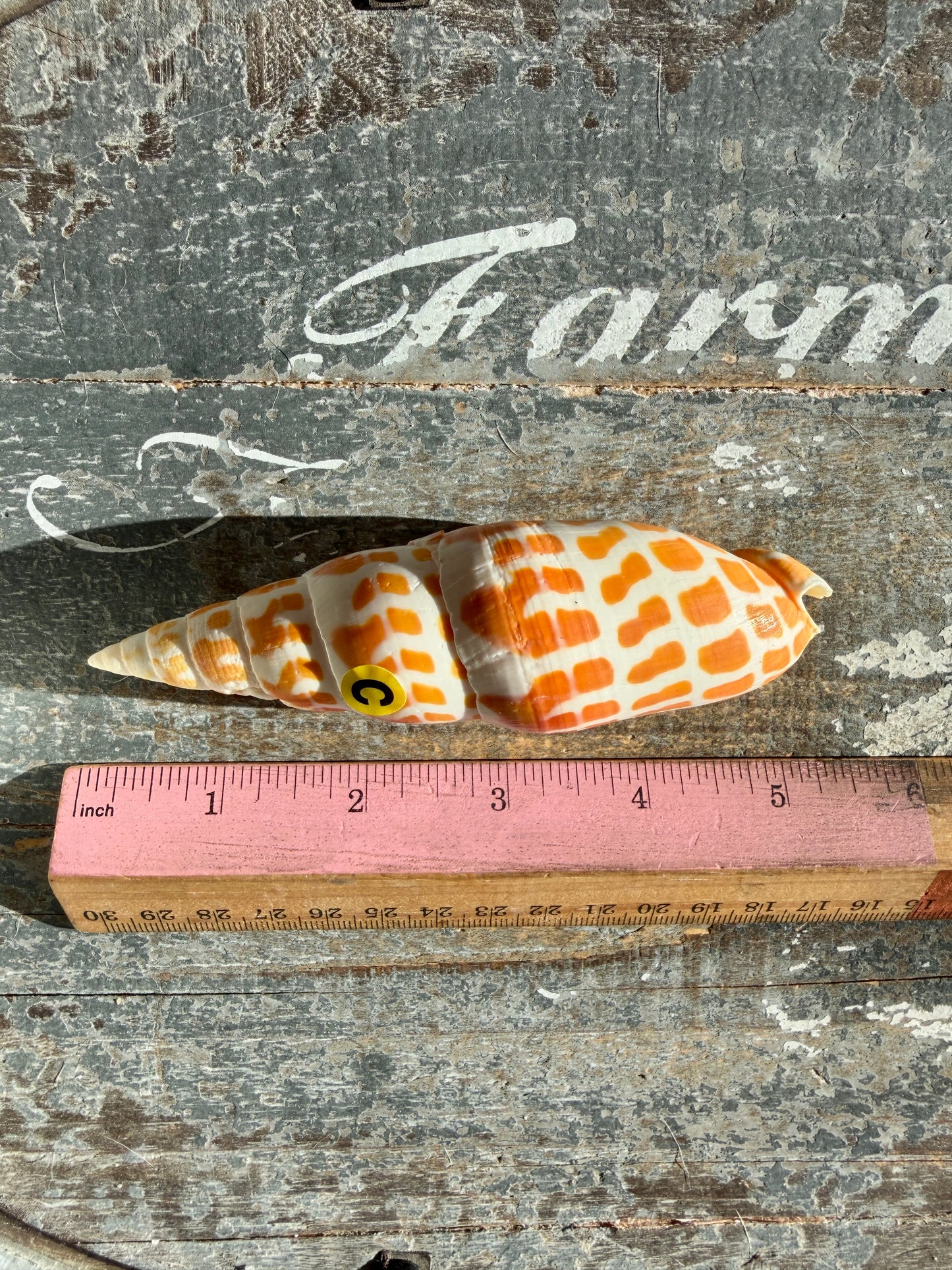 Gorgeous Natural Cone Shell | Opt C